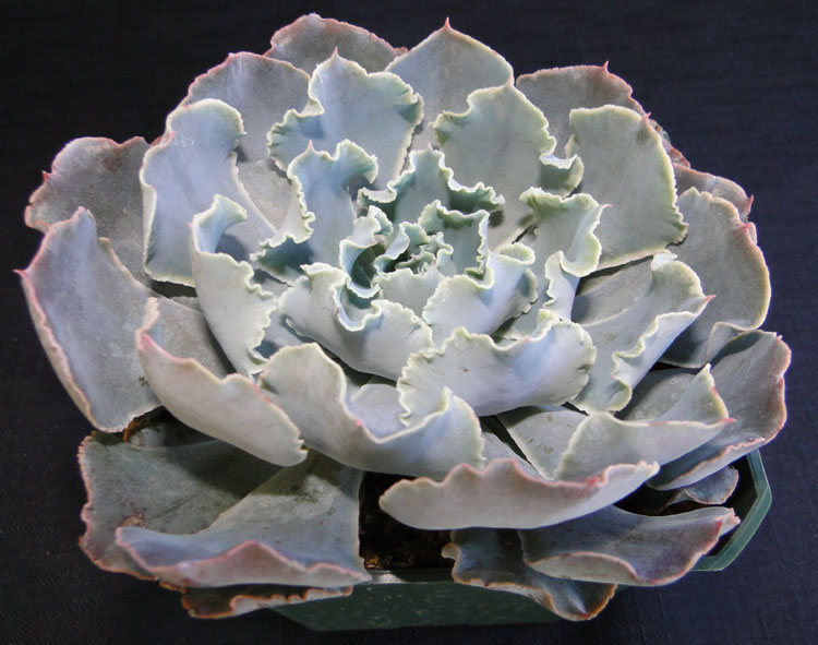 echeveria-rosea