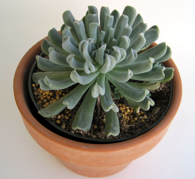 echeveria-runyonii-topsy-turvy
