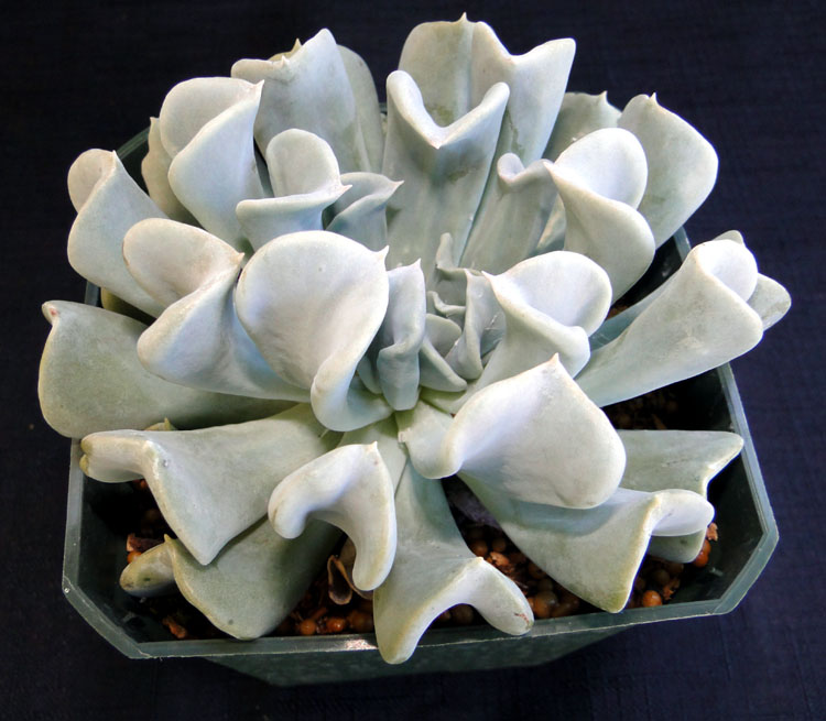 echeveria-runyonii-topsy-turvy
