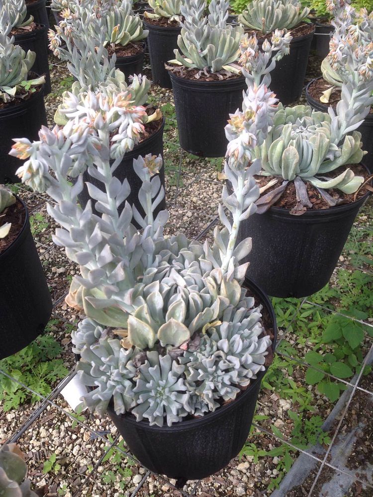 echeveria-runyonii-topsy-turvy