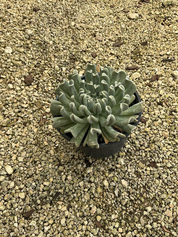 echeveria-runyonii-topsy-turvy