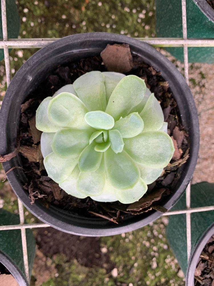 echeveria-setosa-compacta