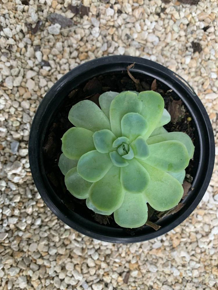 echeveria-setosa-compacta