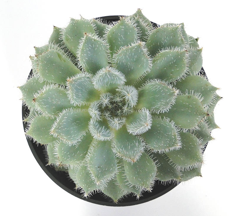 echeveria-setosa-deminuta