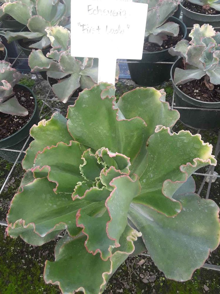 echeveria