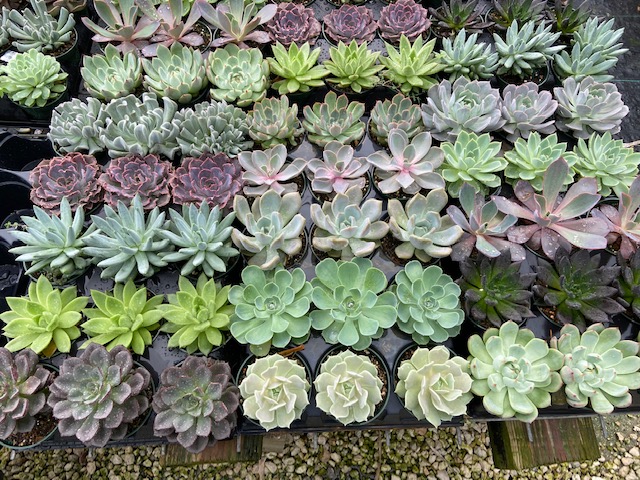 echeveria
