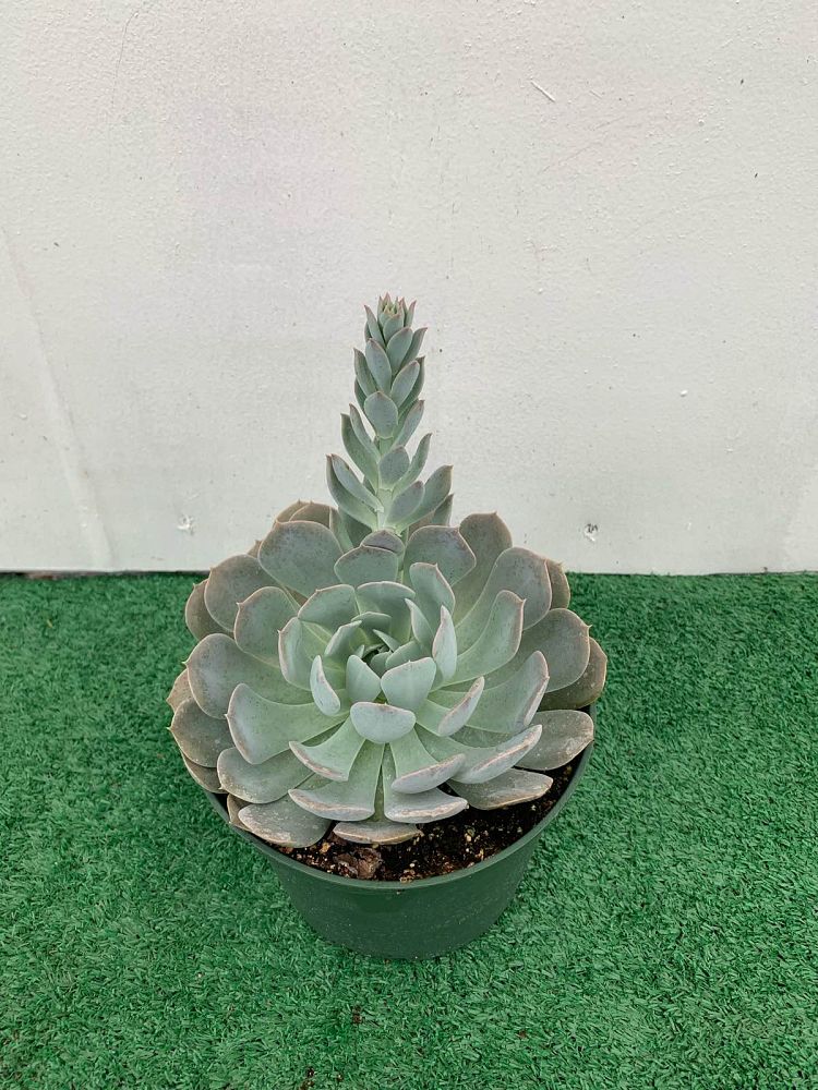 echeveria