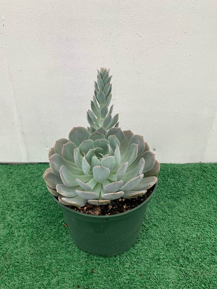 echeveria