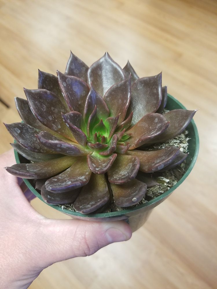 echeveria
