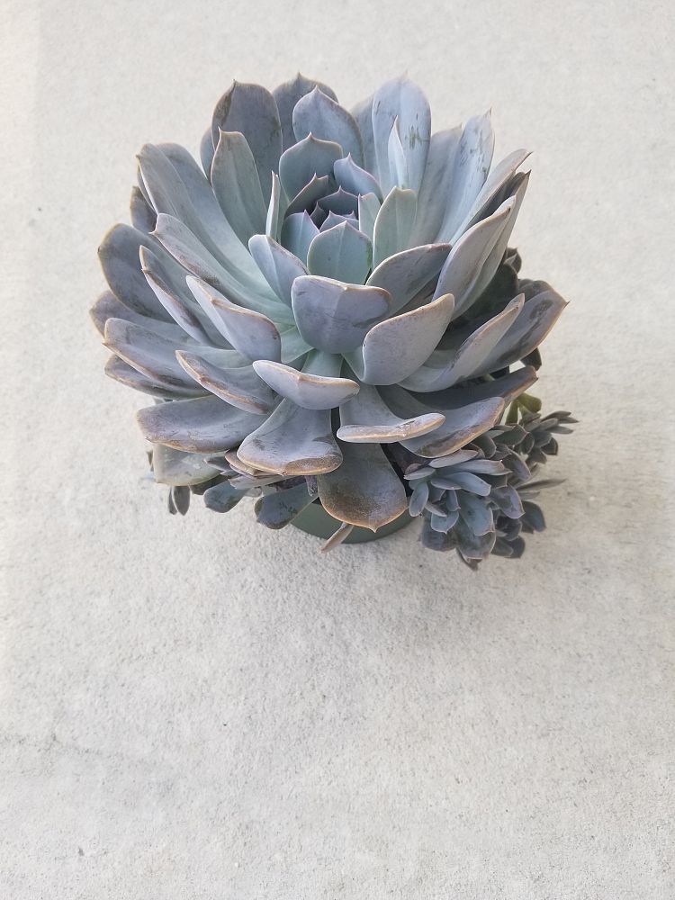 echeveria