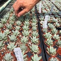 echeveria