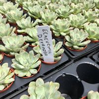 echeveria