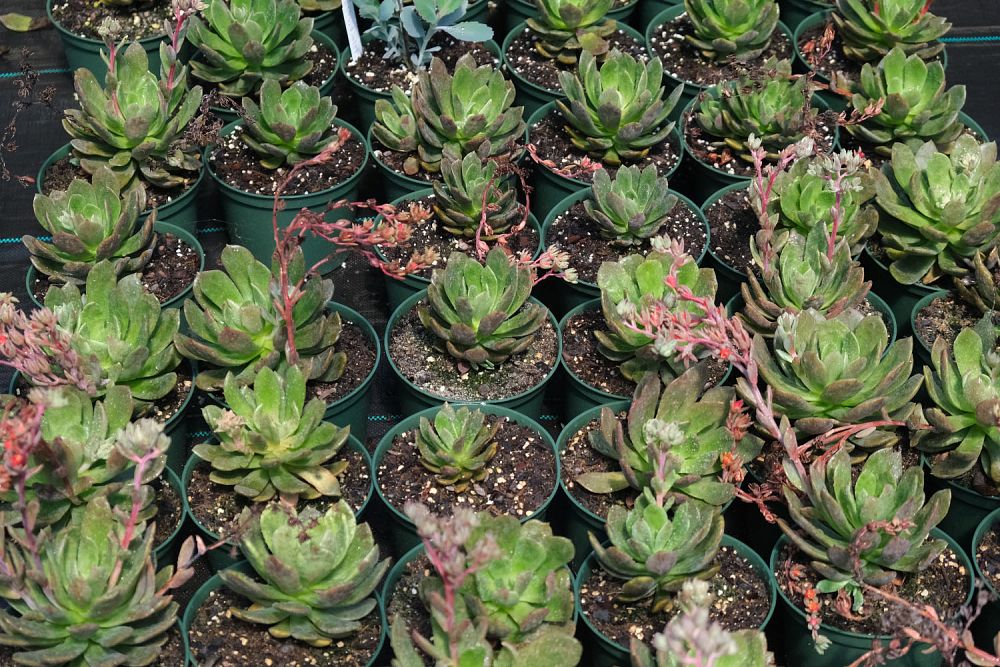 echeveria