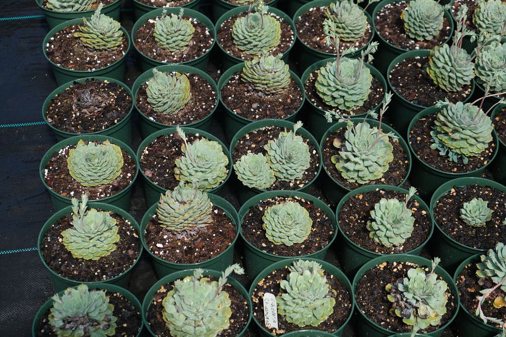 echeveria