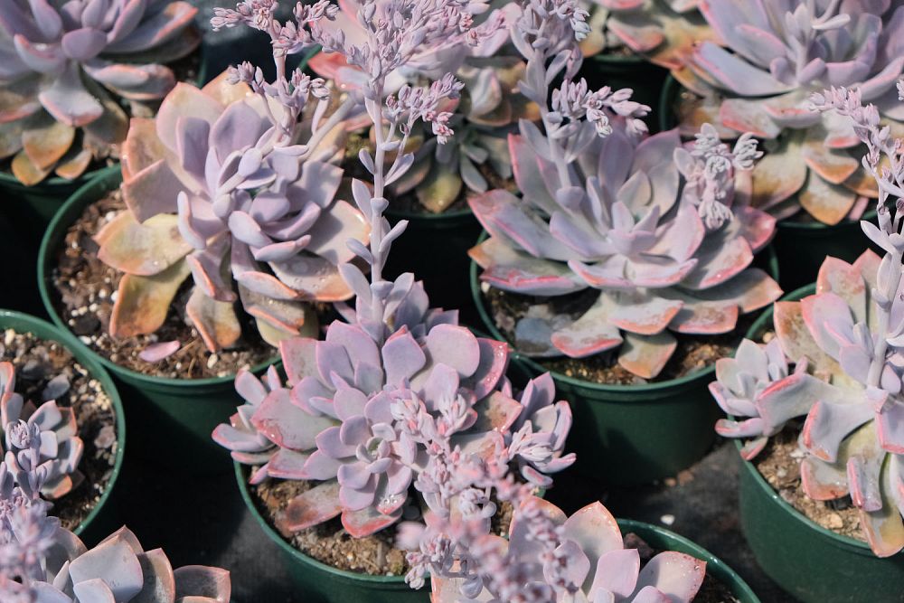 echeveria