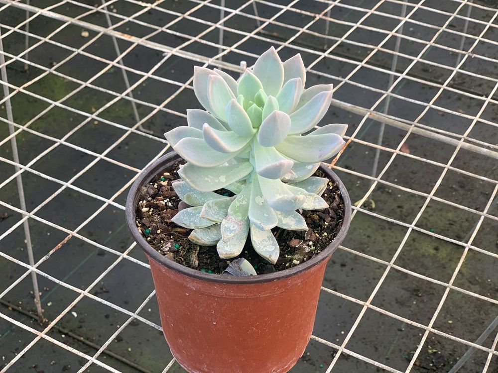 echeveria