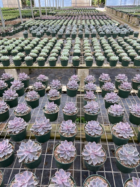 echeveria