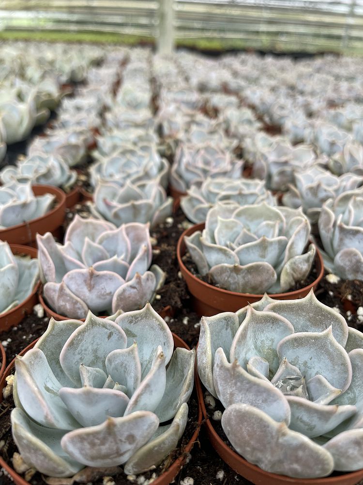 echeveria
