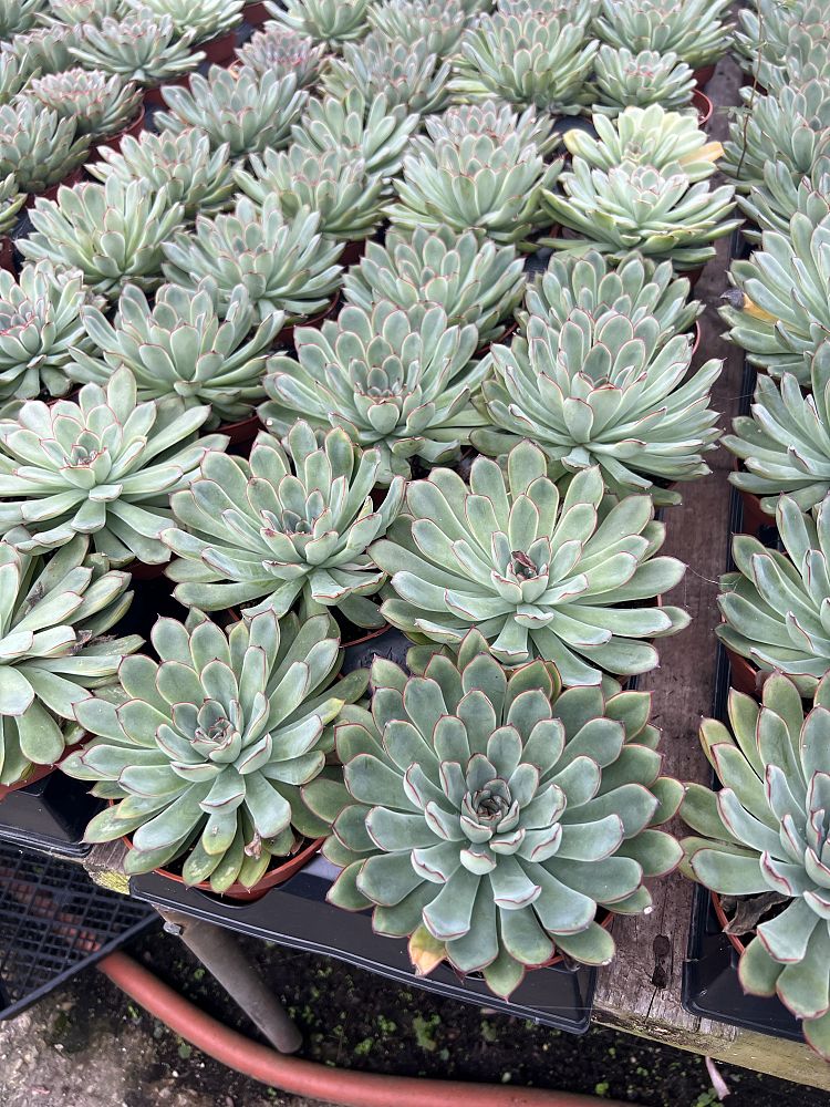 echeveria