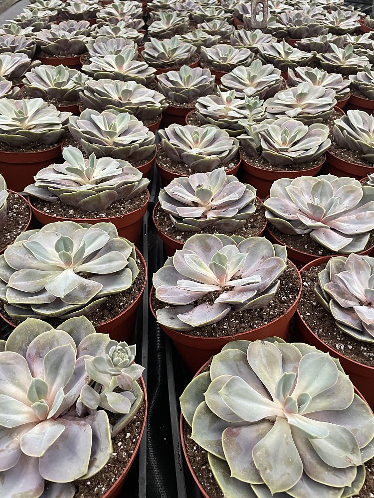 echeveria