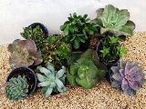 echeveria-sp