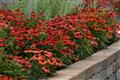 echinacea-artisan-red-ombre-purple-coneflower