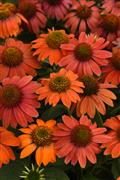 echinacea-artisan-red-ombre-purple-coneflower