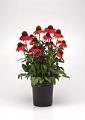 echinacea-artisan-red-ombre-purple-coneflower
