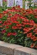 echinacea-artisan-red-ombre-purple-coneflower