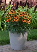 echinacea-artisan-soft-orange-purple-coneflower