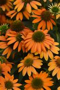 echinacea-artisan-soft-orange-purple-coneflower