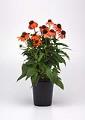 echinacea-artisan-soft-orange-purple-coneflower
