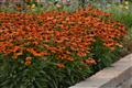 echinacea-artisan-soft-orange-purple-coneflower