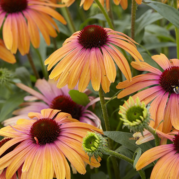 echinacea-butterfly-rainbow-marcella-coneflower