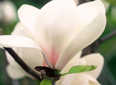 echinacea-fragrant-angel-white-coneflower