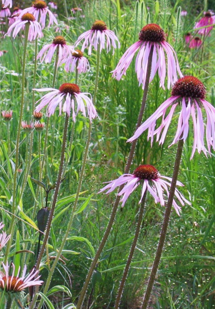 echinacea-pallida-hula-dancer-pink-coneflower-tall-coneflower-pale-coneflower