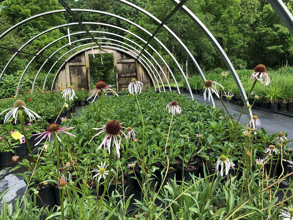 echinacea-pallida-hula-dancer-pink-coneflower-tall-coneflower-pale-coneflower