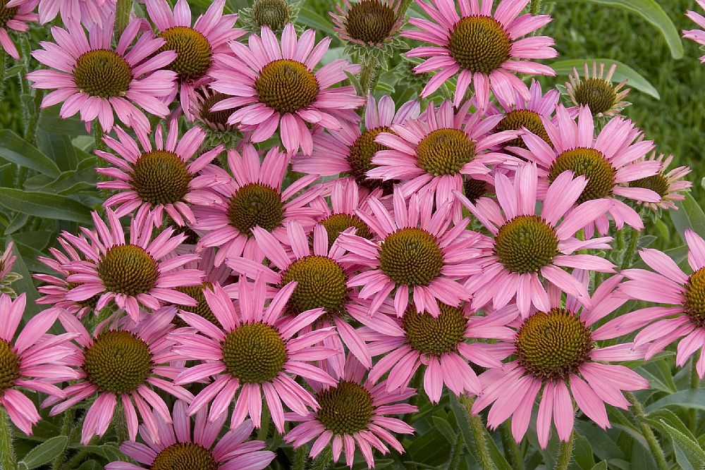 echinacea-pixie-meadowbrite-coneflower