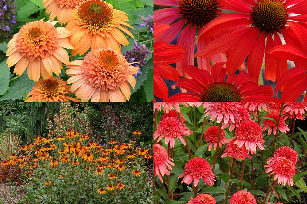 echinacea-purple-coneflower
