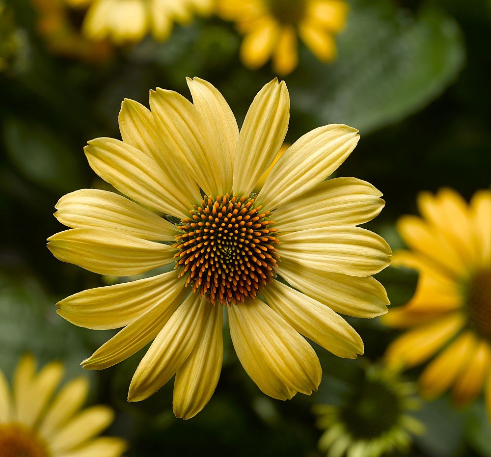 echinacea-purple-coneflower
