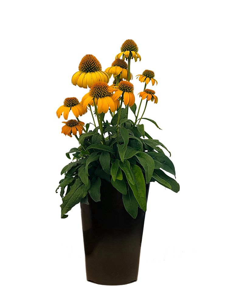 echinacea-purple-coneflower