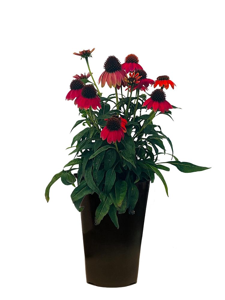 echinacea-purple-coneflower