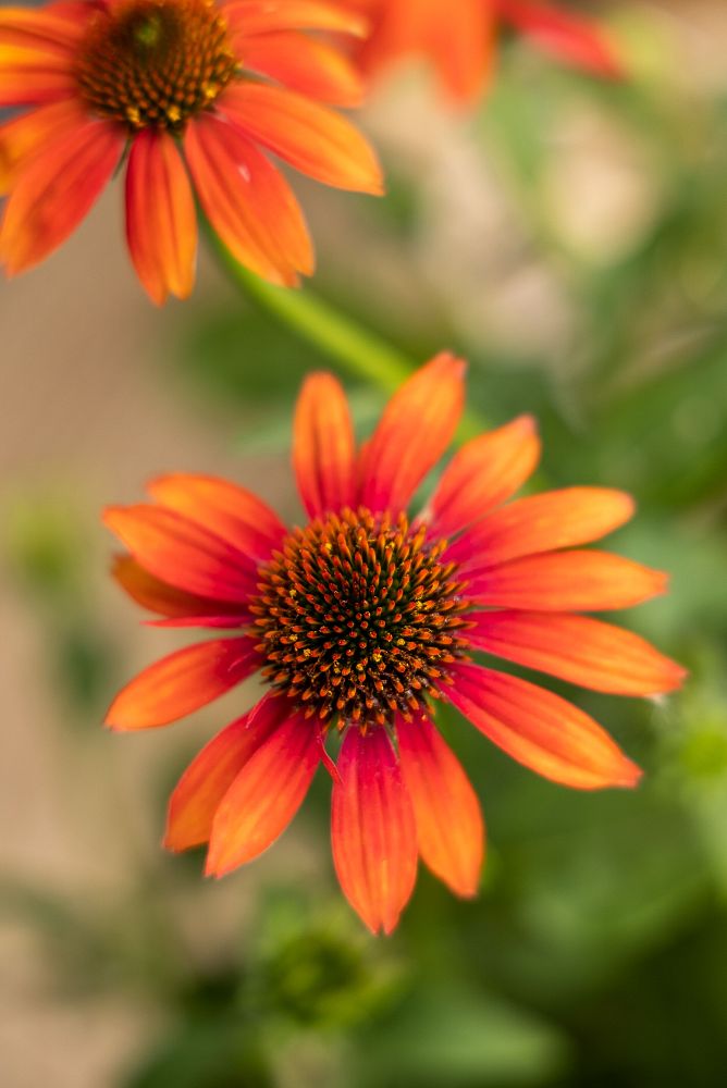 echinacea-purple-coneflower