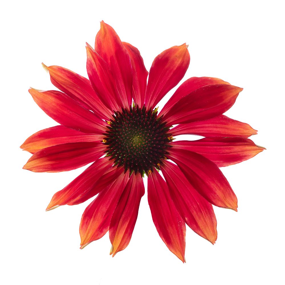 echinacea-purple-coneflower