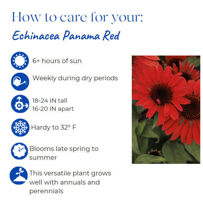 echinacea-purple-coneflower