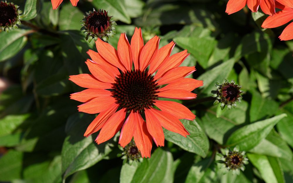 echinacea-purple-coneflower