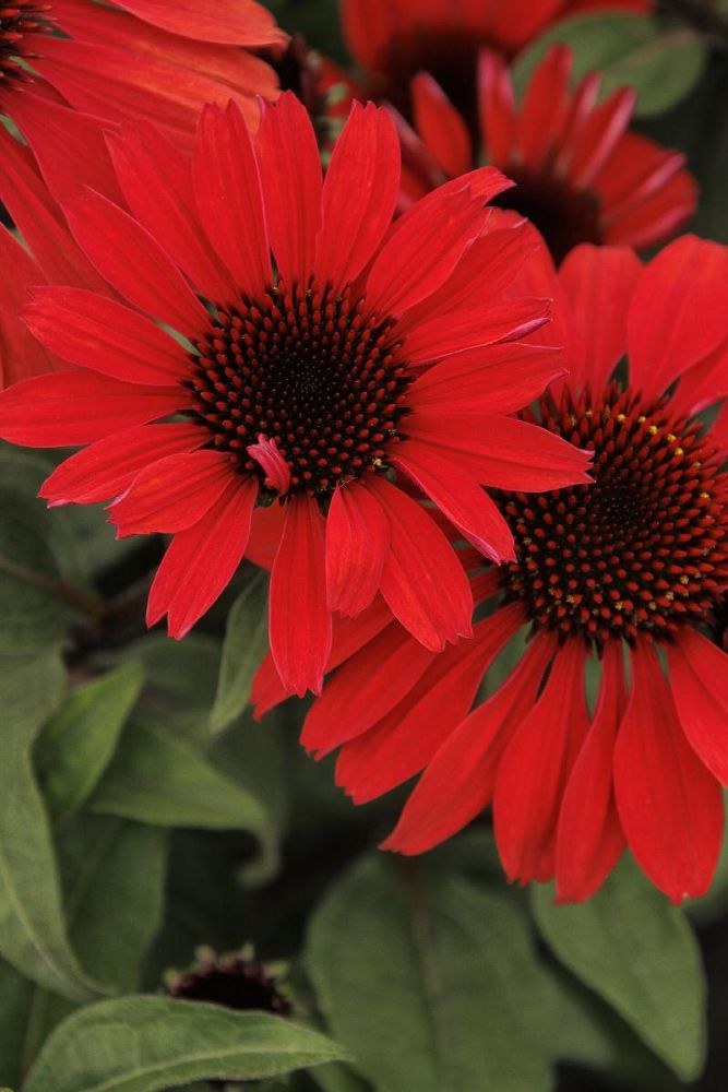 echinacea-purple-coneflower