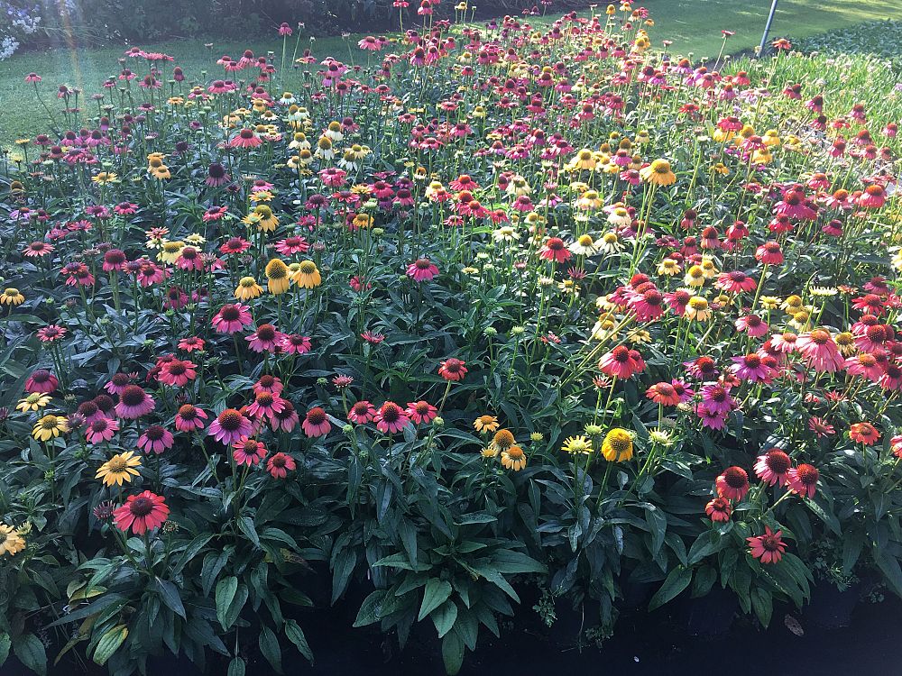 echinacea-purpurea-cheyenne-spirit-coneflower