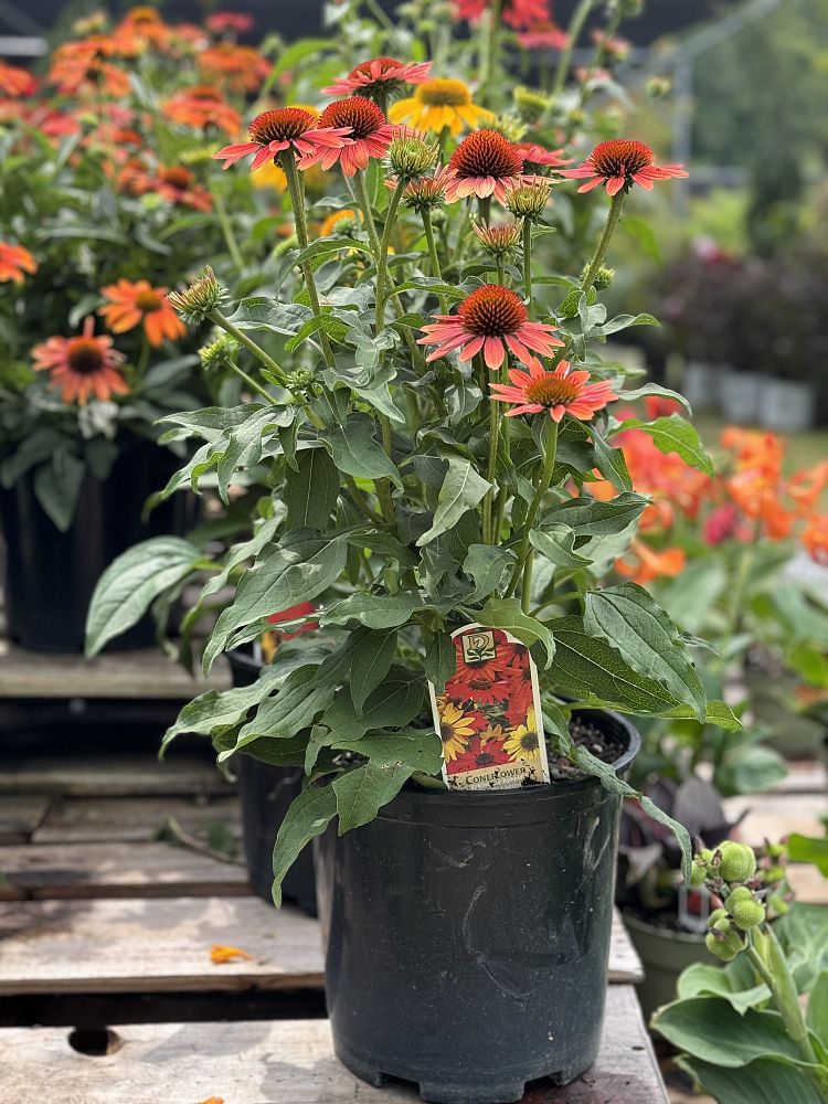 echinacea-purpurea-cheyenne-spirit-coneflower
