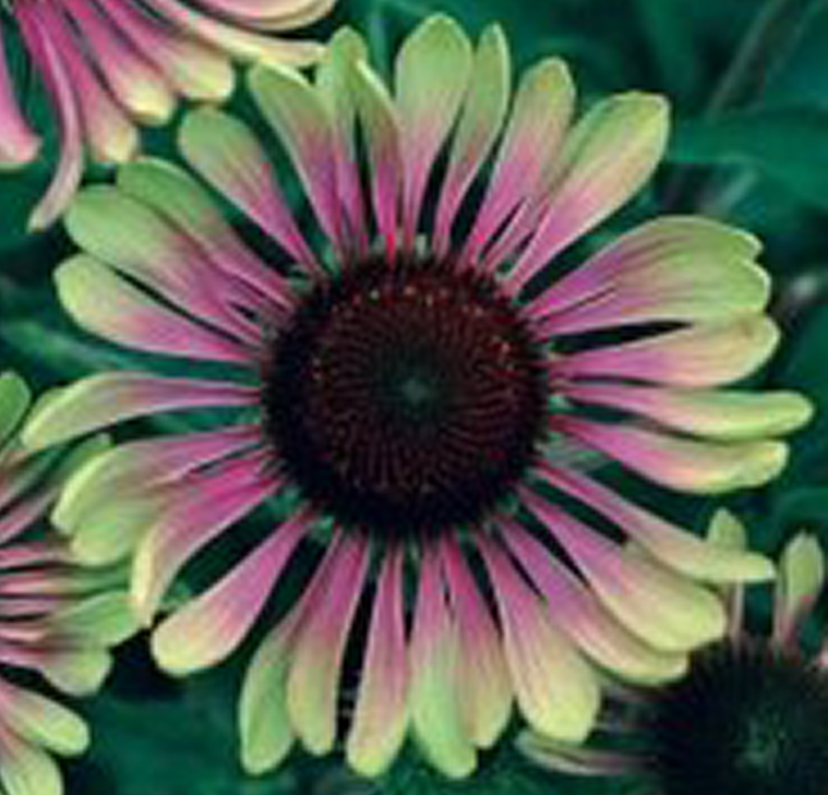echinacea-purpurea-green-twister-eastern-purple-coneflower-eastern-coneflower